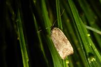 Agonopterix