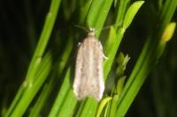 Mirificarma mulinella