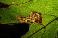 Stigmella speciosa