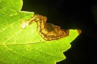 Stigmella speciosa