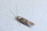 Mompha propinquella