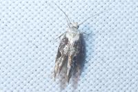 Mompha propinquella