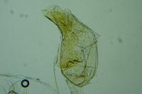Agnoea josephinae