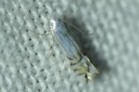 Phyllocnistis saligna