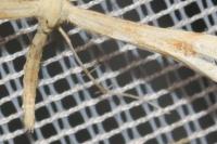 Gillmeria ochrodactyla