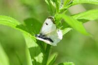 Anthocharis cardamines