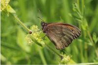 Maniola jurtina