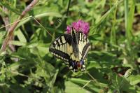 Papilio machaon