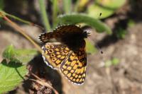 Melitaea cinxia