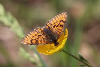 Melitaea parthenoides