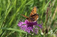 Melitaea phoebe