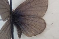 Cupido alcetas