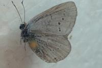 Cupido alcetas