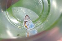 Plebejus argus
