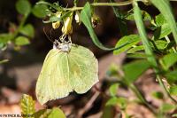 Gonepteryx rhamni
