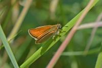 Thymelicus lineola