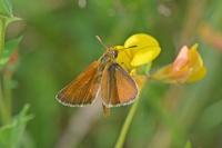Thymelicus acteon