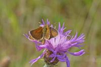 Thymelicus acteon