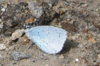 Celastrina argiolus
