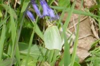 Gonepteryx rhamni