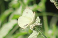 Pieris rapae