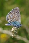 Lysandra bellargus