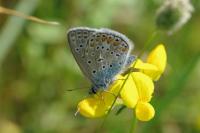 Polyommatus icarus