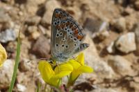 Aricia agestis