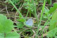 Cupido argiades
