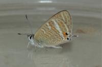 Lampides boeticus