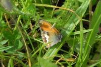 Coenonympha arcania