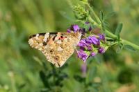 Vanessa cardui