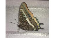 Charaxes jasius