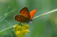 Lycaena virgaureae