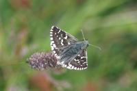 Pyrgus malvoides
