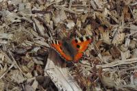 Aglais urticae