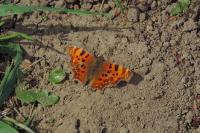 Polygonia c-album