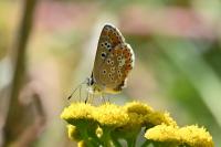 Aricia agestis