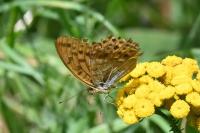 Argynnis paphia