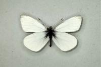 Pieris rapae