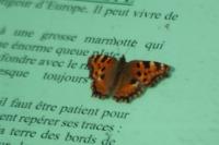 Nymphalis polychloros