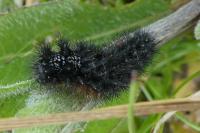 Melitaea phoebe