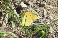 Colias crocea