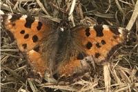 Nymphalis polychloros
