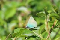 Callophrys rubi