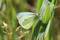 Pieris rapae