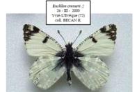 Euchloe crameri