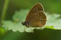 Aphantopus hyperantus