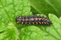 Melitaea athalia