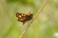 Carterocephalus palaemon